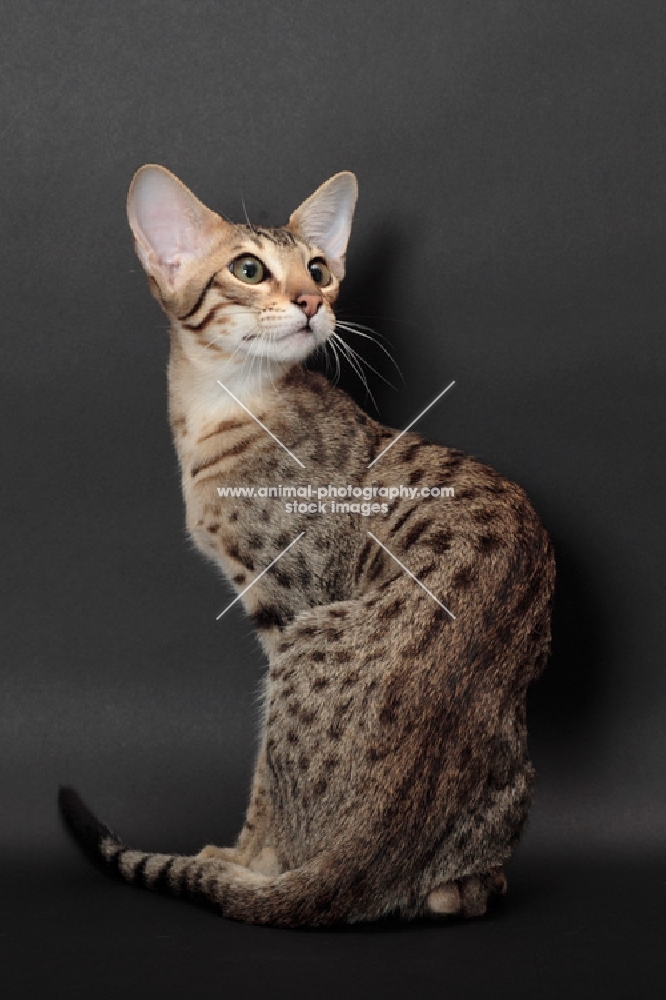 Serengeti cat back view, looking up, brown spotted tabby colour