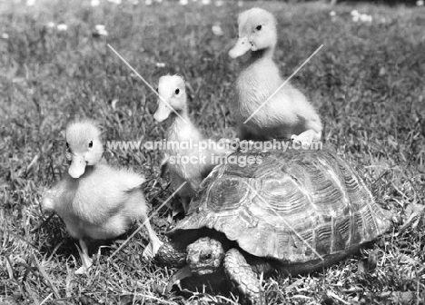 Ducklings with a Tortoise