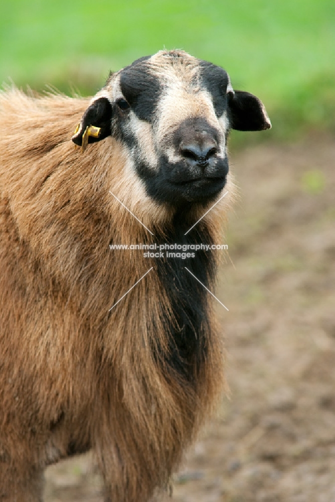 barbados blackbelly ram looking towards camera