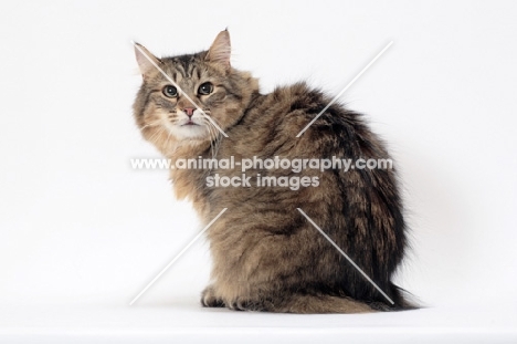 Tailless non pedigree cat, Brown Mackerel Tabby, back view