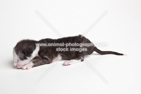 Peterbald kitten 1 day old