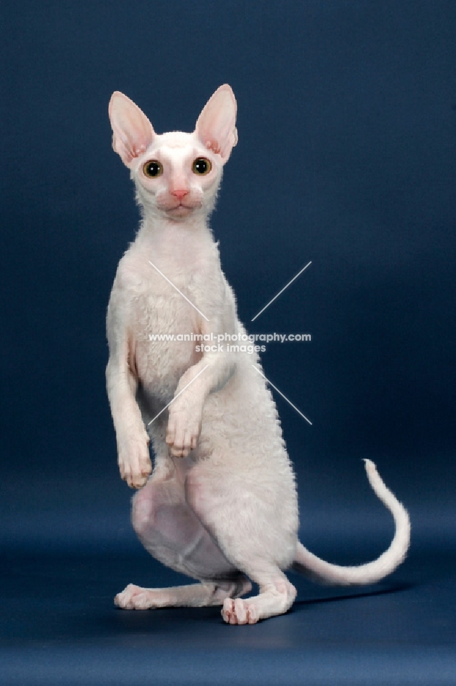 Cornish Rex on hind legs, white (gold eye)