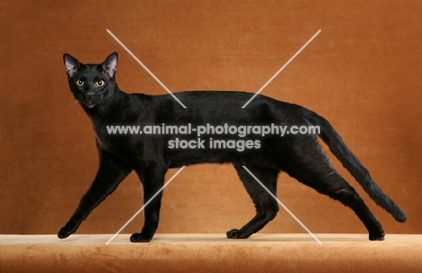 black Savannah, striding