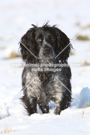 English Cocker Spaniel in snow