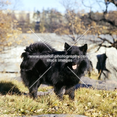 swedish lapphound in sweden looking at camera