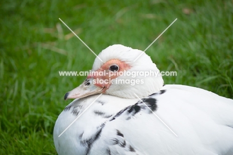 Muscovy duck portrait