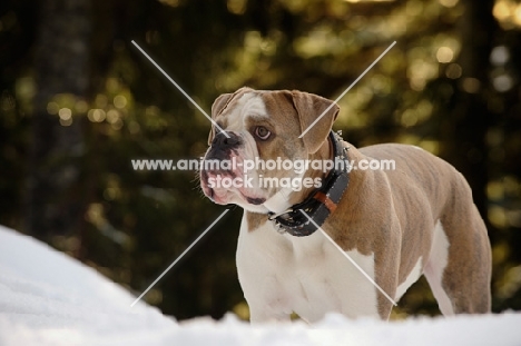 Old English Bulldog looking away