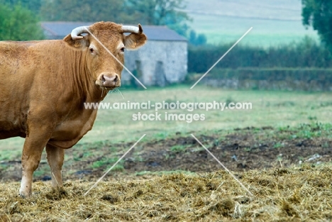 limousin cow in france