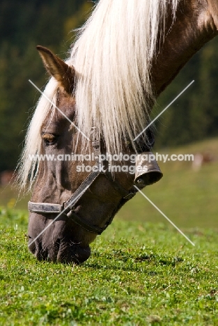 Haflinger grazing