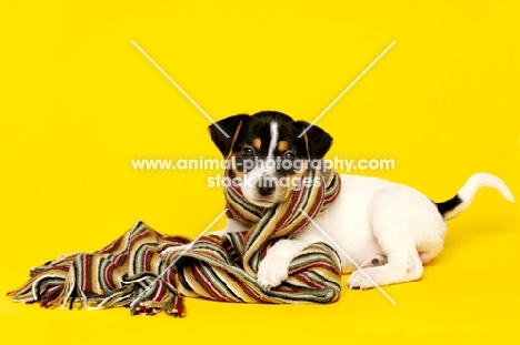 Jack Russell puppy laid wearing a scarf