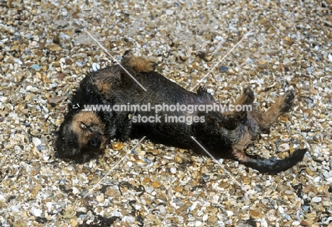 bonavoir max, wirehaired dachshund rolling on gravel