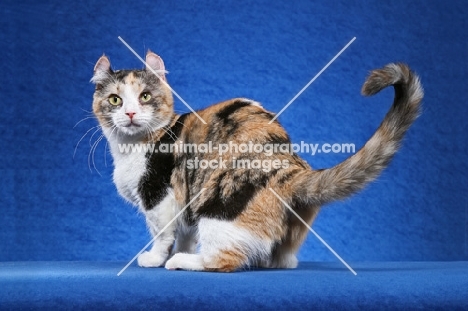 kinkalow cat on blue background