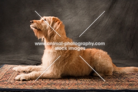 Goldendoodle lying on rug