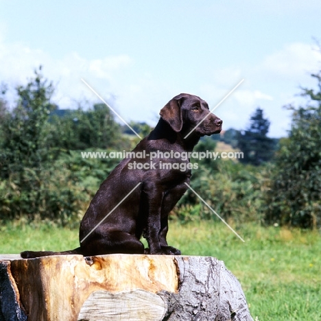 chocolate labrador puppy sitting on tree stump