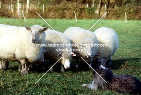 sheepdog herding sheep with sheep watching intently