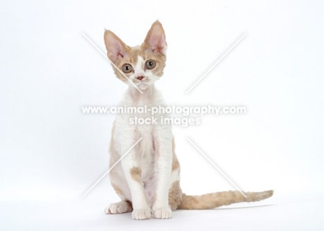 chocolate smoke & white Devon Rex, looking at camera