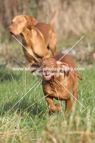 Hungarian Vizsla running fast