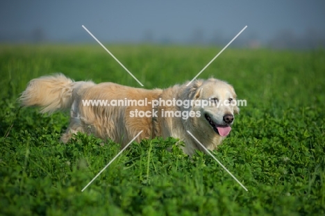 Golden Retriever walking in the tall grass