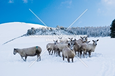 Bluefaced Leicester ewes in snow