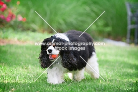 cavalier king charles spaniel retrieving ball