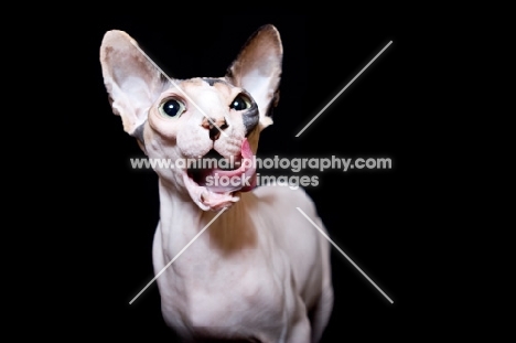 sphynx cat licking her mouth