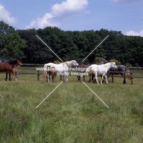 group of Connemar mares with foals