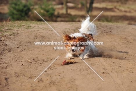 Papillon retrieving toy