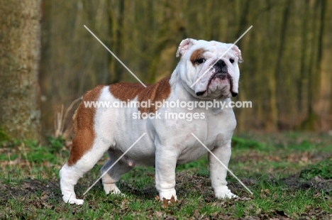 Bulldog, side view