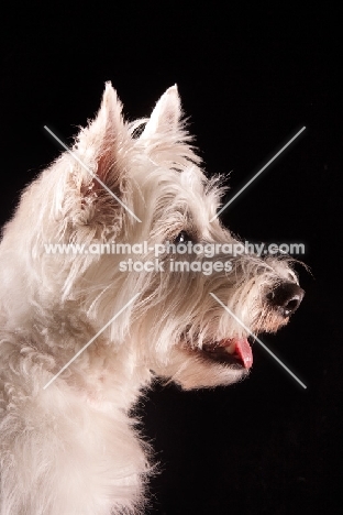 West Highland White Terrier profile