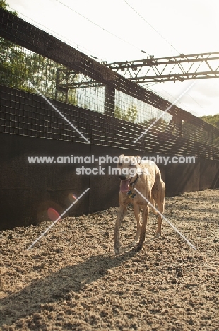 Whippet on track