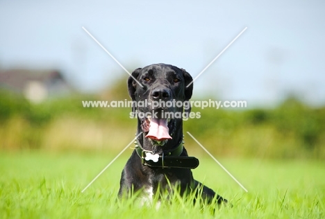 black Great Dane lying in field