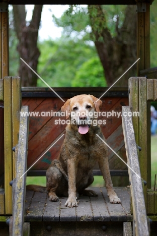 yellow labrador retriever sitting in a children playground