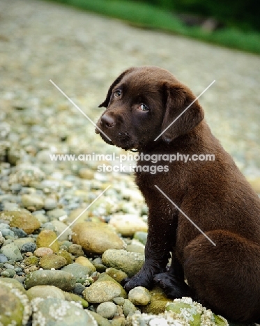 Chocolate Labrador Retriever puppy sitting at the beach