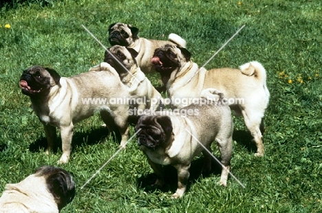 five pugs standing together