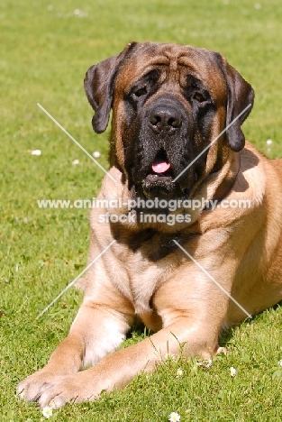 Mastiff on grass