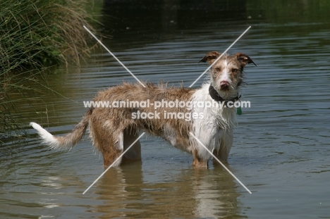 Lurcher in water