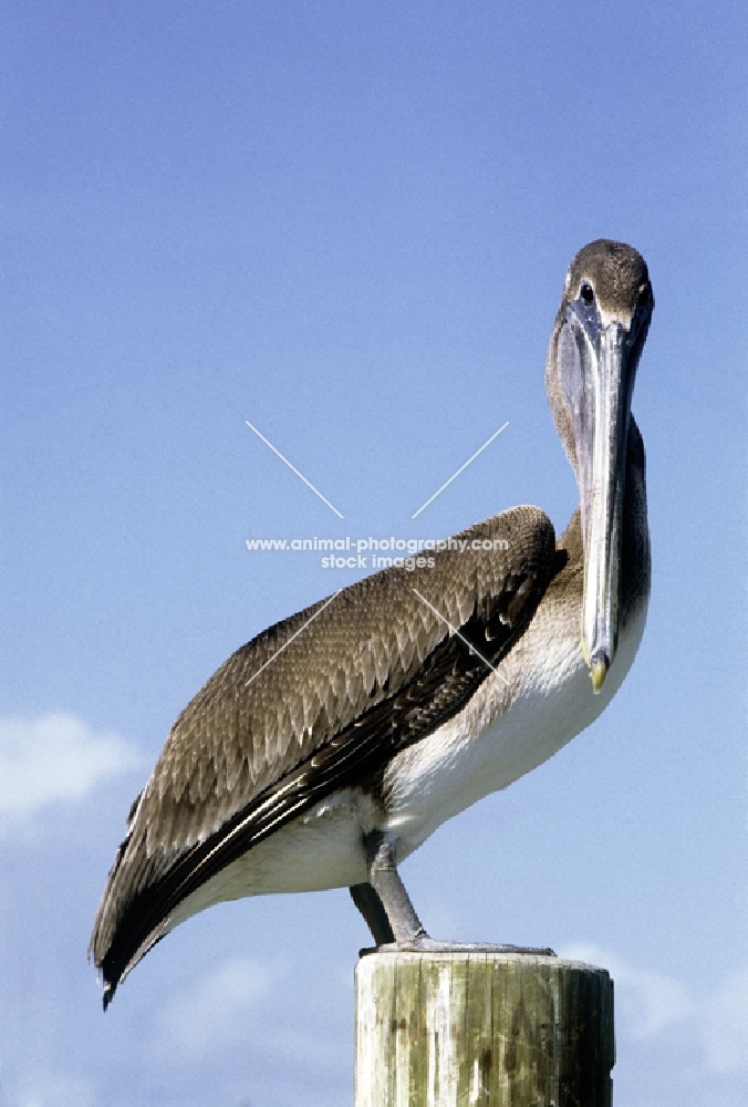 brown pelican in everglades, florida