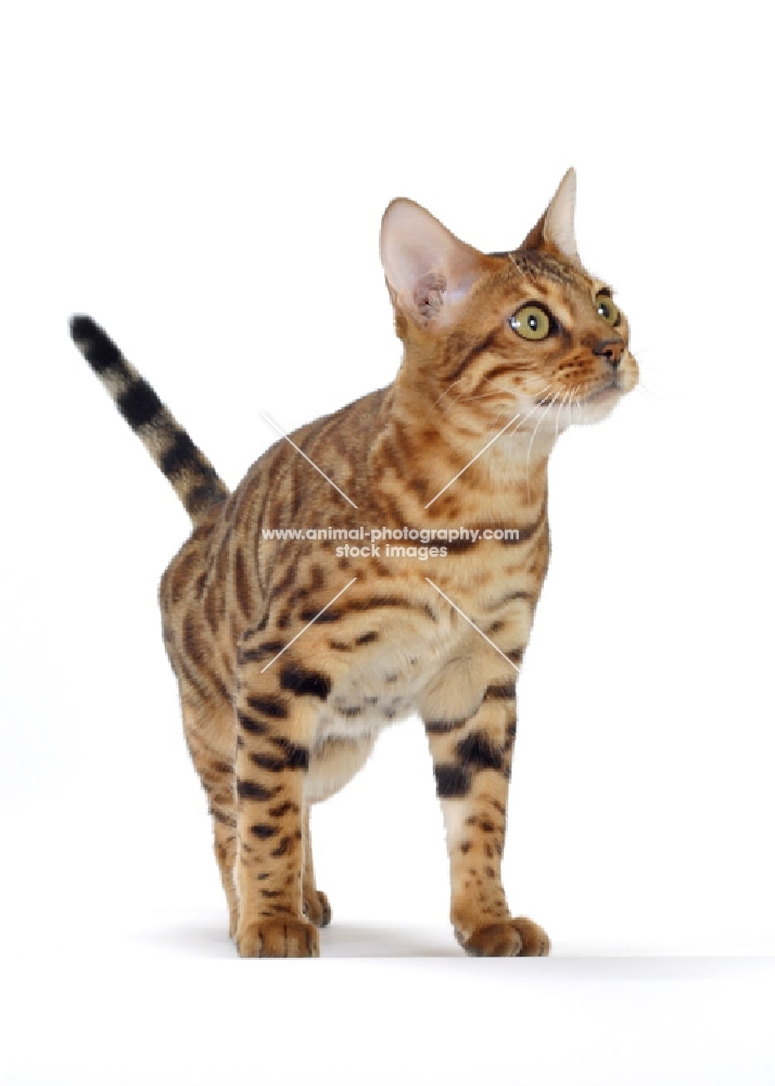 Brown Spotted Tabby Bengal looking interested
