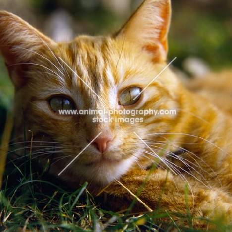 ginger cat, portrait