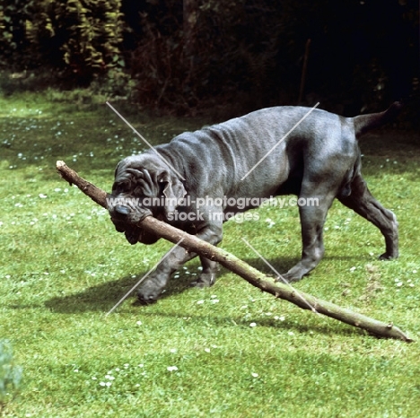 neapolitan mastiff walking with a branch