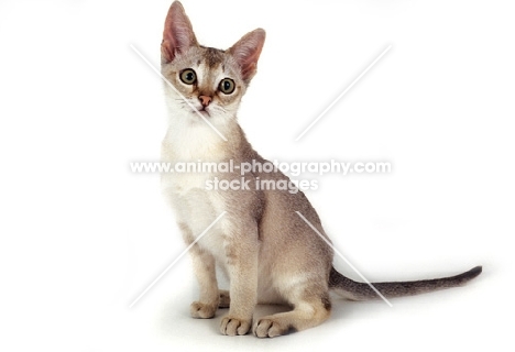 Singapura cat sitting on white background