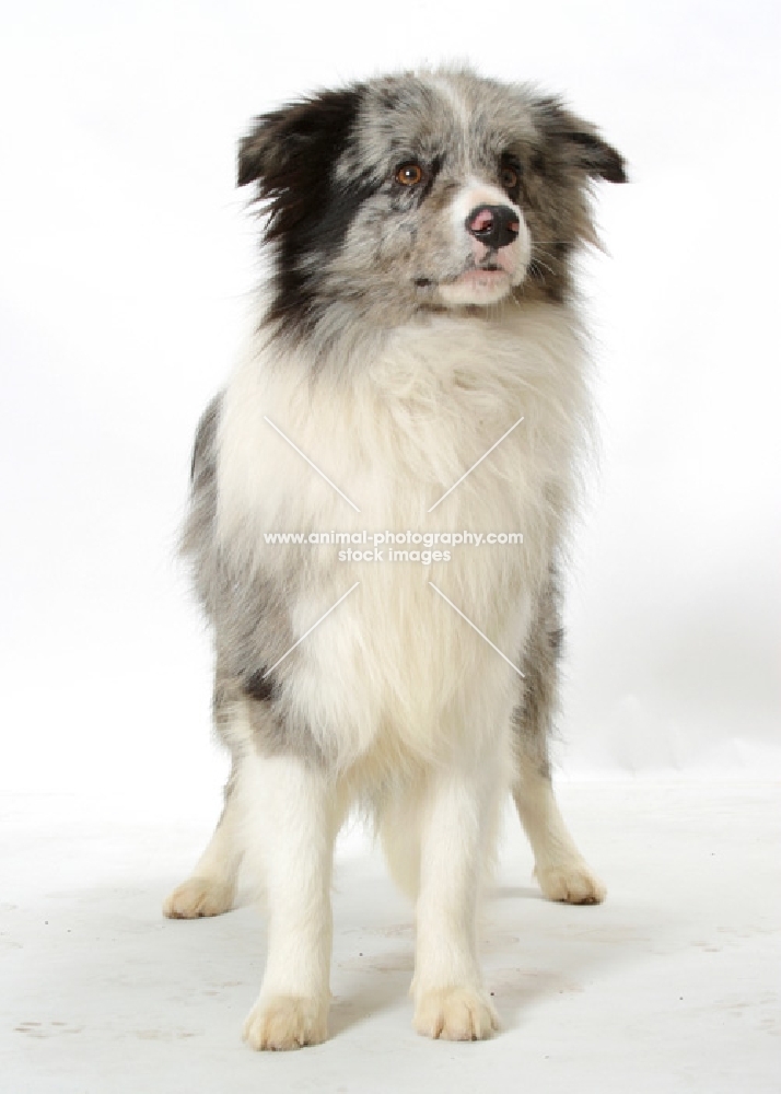 Merle Border Collie standing on white background