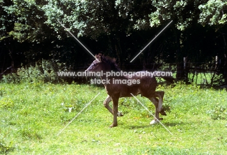 dales foal running