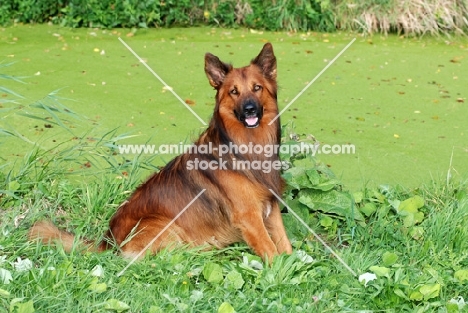 Harzer Fuchs sitting down