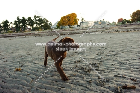 chocolate Labrador puppy walking on beach