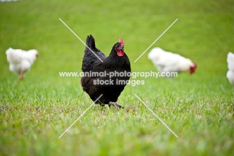 black Australorp hen walking in a green field with White Rock hens in the background