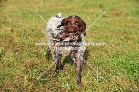 Wirehaired Pointing Griffon (aka Korthals Griffon) retrieving