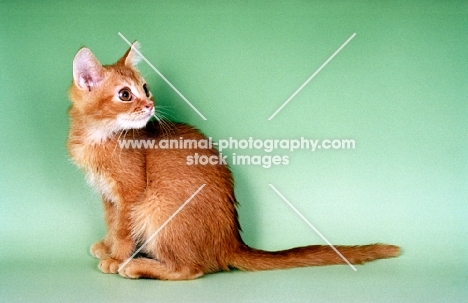 red ticked tabby German Rex, looking away