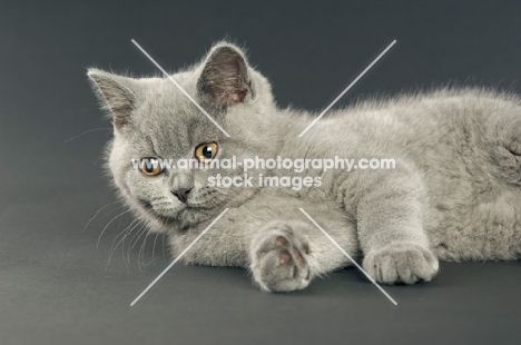 british shorthaired kitten lying down on a dark grey background