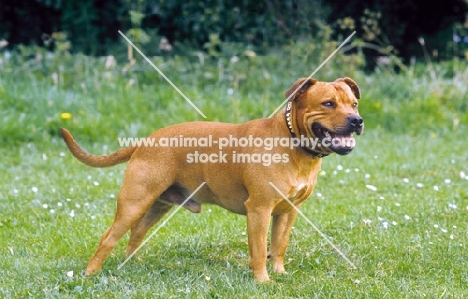 Staffordshire bull terrier on grass